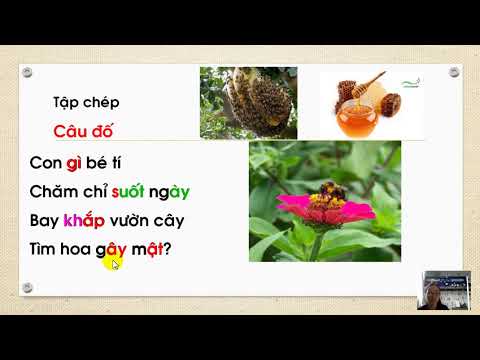 Chính tả 1 Tuần 27 Bài Câu đố