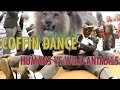 Gambar cover Coffin Dance Meme: HUMANS VS WILD ANIMALS Meme Compilation