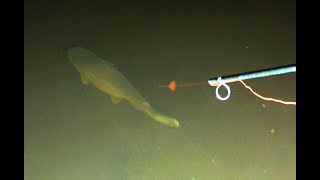 Catfish With A Blowgun, Slocked In Clear Water