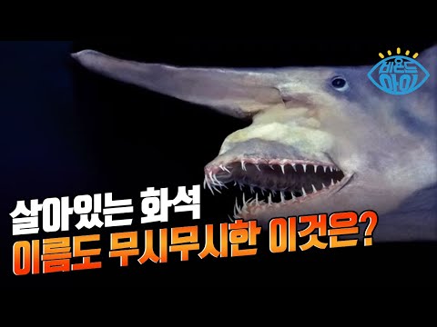 1억 5천만 년 전부터 존재한 이것의 정체는?! 😈 [#X파일] / YTN 사이언스