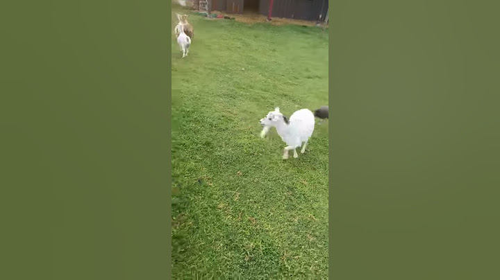 Goose gets owned by goat