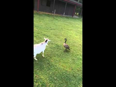 Goose gets owned by goat