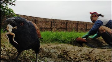 Buổi Sáng Ở Nhà Cùng 2 Chú Bìm Bịp Thông Minh Và Đàn Thỏ Trắng Đang Mang Bầu / Quế Nghịch