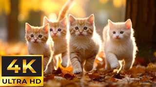 Baby Animals 4K - Lovely World In Baby Animal Eyes With Relaxing Music ( Colorfully Dynamic )