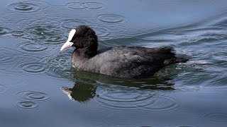 Coot diving, Highfields Park Nottingham