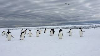 a Flock of Adelie Penguins