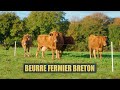 Fabrication dun beurre fermier bio breton