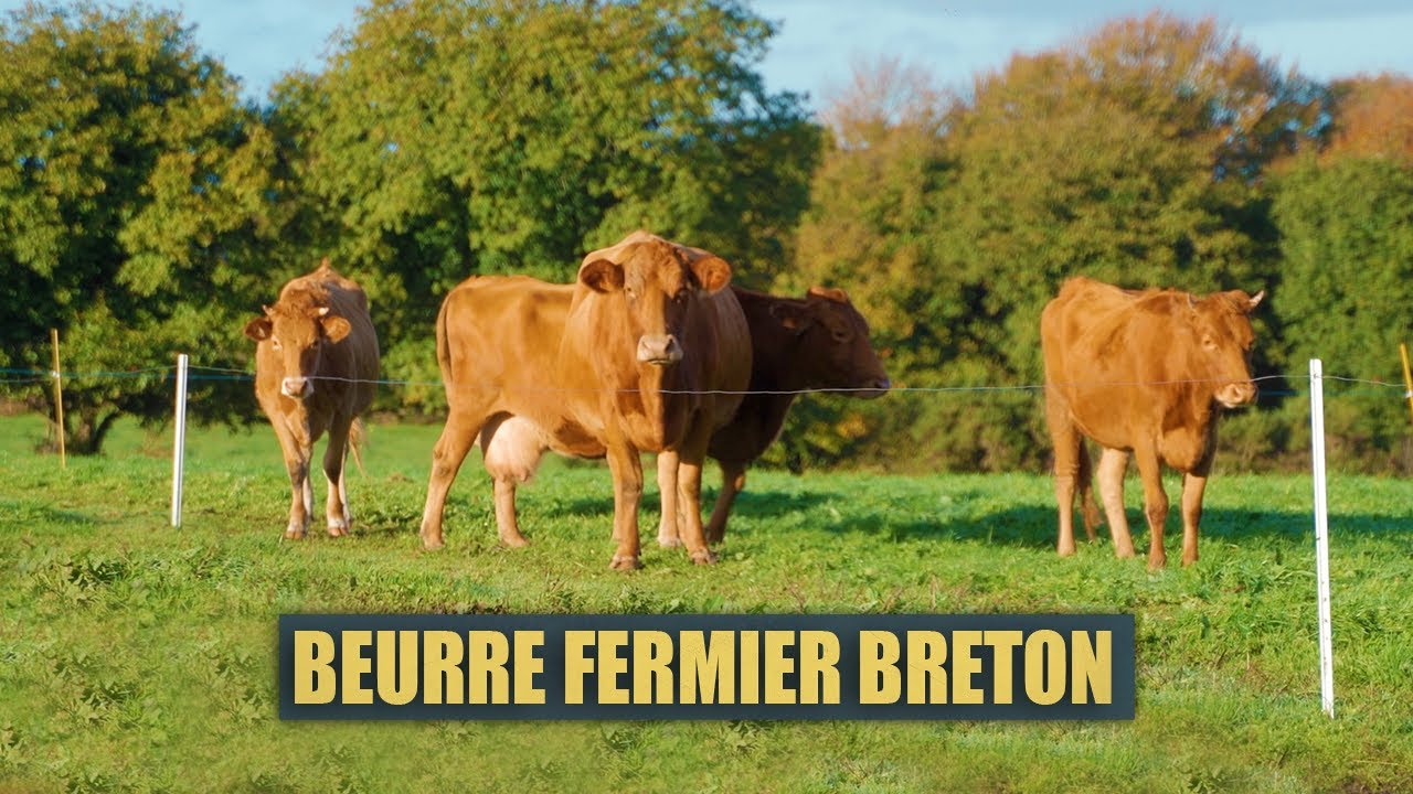 🐮FABRICATION d'un BEURRE FERMIER BIO BRETON🐄
