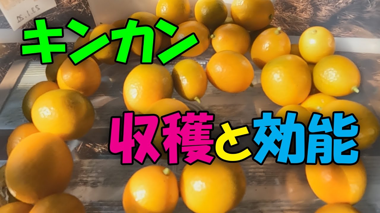 【金柑】キンカン の収穫と効能