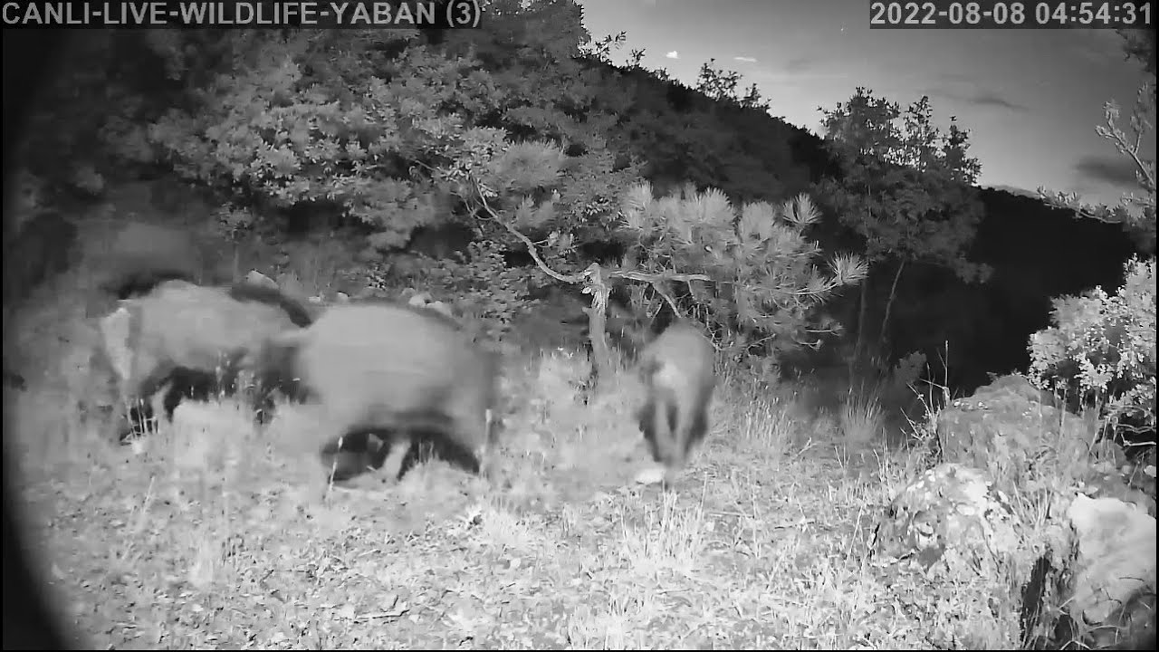 Canlı yayın kameramıza saldıran sansar ve kalabalık domuz sürüsü..