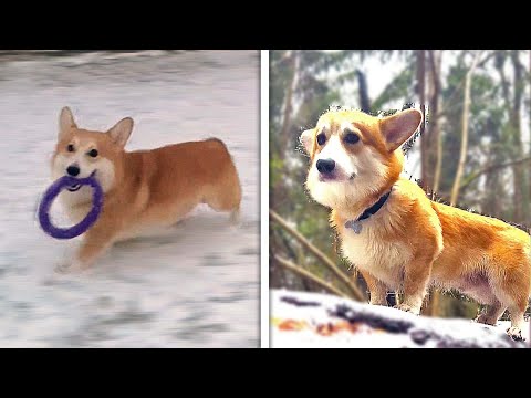 CORGI Puppy Sees Snow For The First Time (Adorable Puppy Snow Reaction)