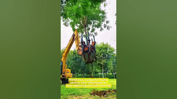 Tractor Uproots Trees Easily for Replanting | Fast & Efficient Tree Transplanting #tractorpower