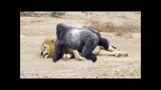 مشاهد لا تصدق من جنون الحيوانات HD - Incredible scenes of mad animals