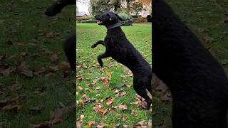 Dog gets too exited to do tricks