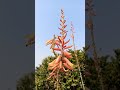 #অ্যালোভেরা গাছগুলো ফুলে ফুলে ভরে উঠেছে, 🌱#flowers #alovera #gardening #shotrs