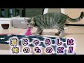 【猫兄弟で熱きバトル!!猫じゃらしは、俺のものだ!】~ジャイアン気質の弟猫vs兄貴猫~