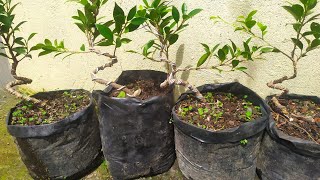 Cara mudah membuat gerak dasar bonsai # bonsai kimeng # bali bonsai