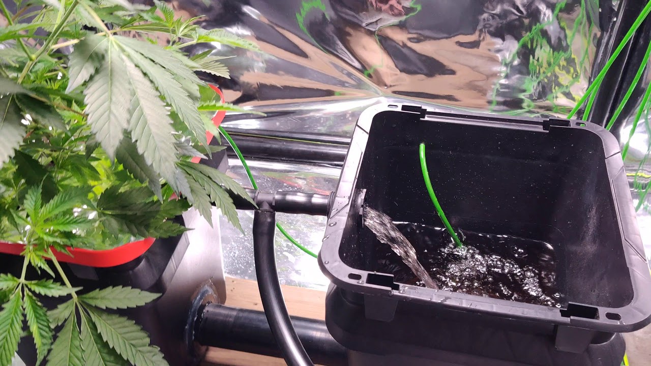 RDWC System in action. Blueberry strain Viparspectra pro p1500