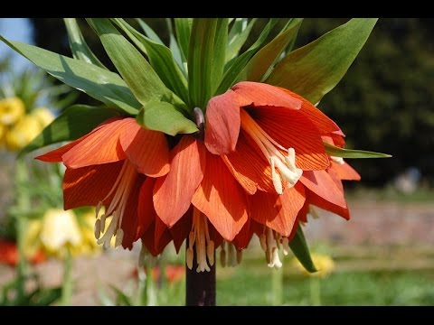 Video: Chăm sóc Fritillaria Imperialis - Mẹo Trồng Hoa Hoàng đế Vương miện