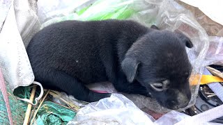 Rescued a poor abandoned puppy was sleeping and dumping on the trash to be good healthy and safe