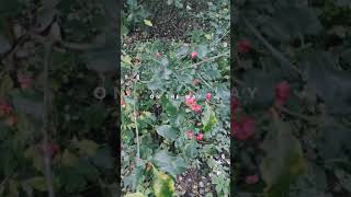 Fox Terrier Dog Having A Walk In The Park