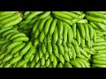 Life is to Short to Buy Green Bananas 2023 (j deflorio)