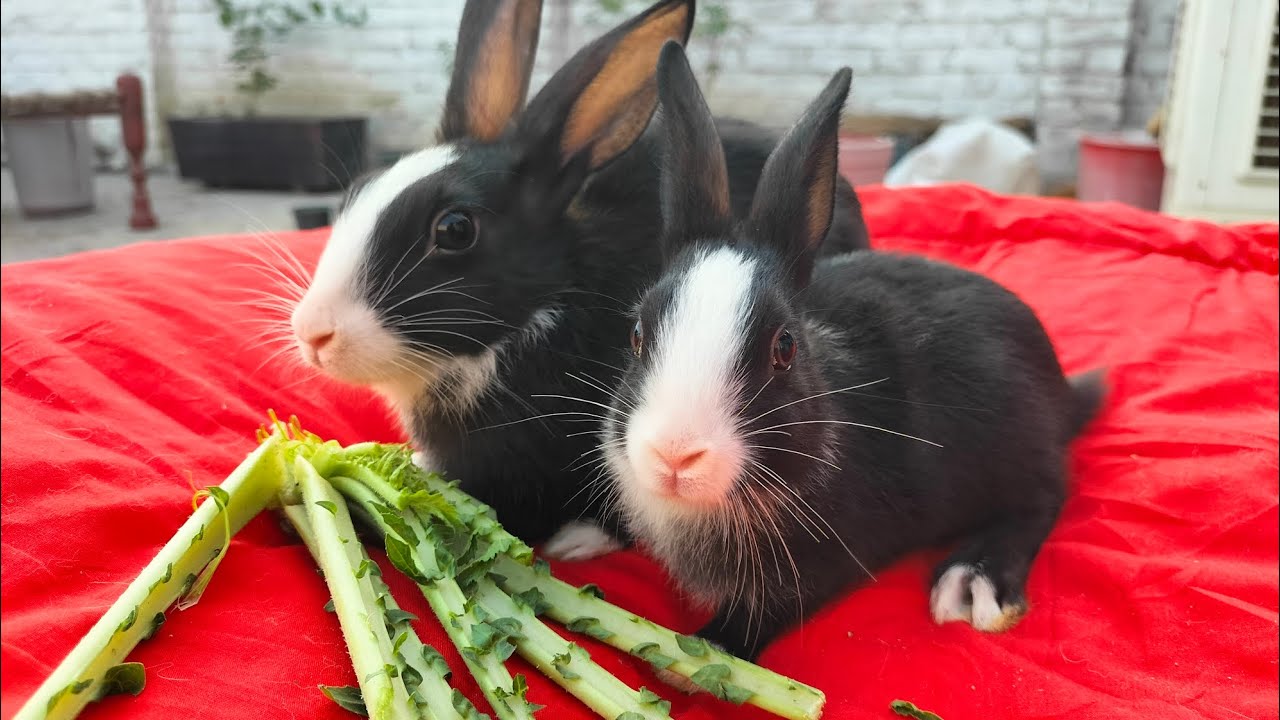 Black & White Rabbits 🐇💥 Cute Bonding Moments | Super Active Baby Bunnies!