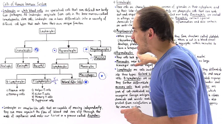 Leukocytes of Immune System