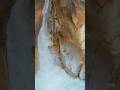#short #viral #travel #gangotri #shortsfeed #trending #trend #shorts #fyp