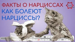 видео: Факты о нарциссах. Как болеют нарциссы? Нарцисс заболел - отдельный вид нарциссического картинка: Факты о нарциссах. Как болеют нарциссы? Нарцисс заболел - отдельный вид нарциссического