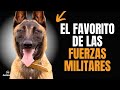 🐶VENTAJAS Y DESVENTAJAS de tener un perro PASTOR BELGA MALINOIS