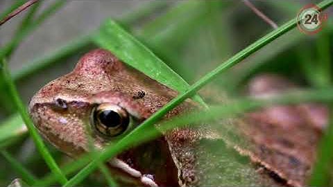 Dạy Bé Học Con Vật Tiếng Kêu, Hình Ảnh Con Cá Heo, Chuột, Rơi, Ếch, Nhím, Voi.