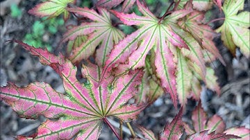 Japanese Maple Garden Tour Pt. 2