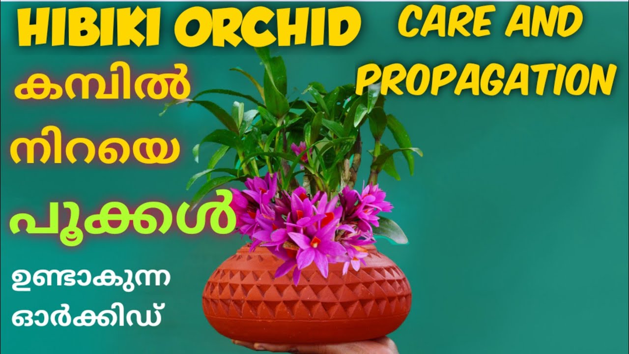 തടിയിൽ പൂക്കൾ ഉണ്ടാകുന്ന ഓർക്കിഡ്|| DENDROBIUM HIBIKI ORCHID CARE AND PROPAGATION || HIBIKI