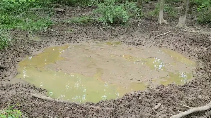 Silvopasture Pigs: Paddock 3 after shift