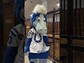 Blue Is Notoriously Mischievous Bluemascot Funnyvideo Bestmascot Funnyclips Usa Fyp 