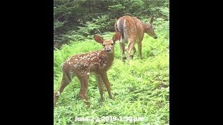 2019 07 22 electronic deer repeller