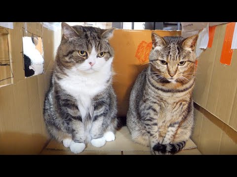 ハウスの中で並んだねこ。-Maru&Hana are in the house side by side.-