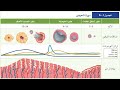 جهاز التكاثر في الانسان الجزء الثاني