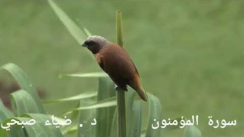 د. ضياء صبحي. سورة المؤمنون. برواية ورش عن نافع..مقام السيكا