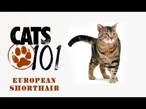 Европейская короткошерстная - European Shorthair