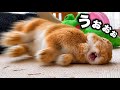 夢の中でも全力疾走するうさぎ