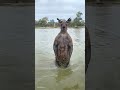 شاب ينقذ كلبه من الكونغر 😯