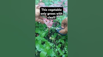 🌱 Harvesting red spinach in the garden  #satisfyingcuts