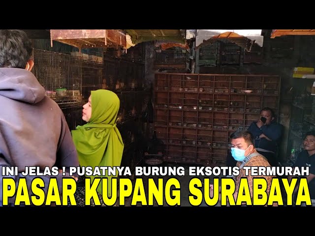 TERNYATA INI ! PUSATNYA BURUNG EKSOTIS GACORAN LOKAL IMPOR TERMURAH DI PASAR BURUNG KUPANG SURABAYA class=