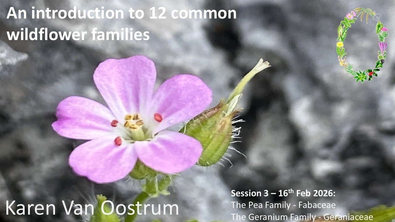 An introduction to 12 common wildflower families Session 3