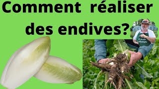 Comment Appelle-t-on les endives dans le Nord ?