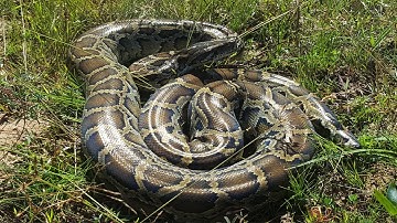 Wow! Brave Man Catch Big Python Snake At The Field While Fishing   How To Catch Biggest Snake