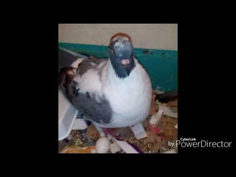 Vidéo sur les oeuf de mes pigeon