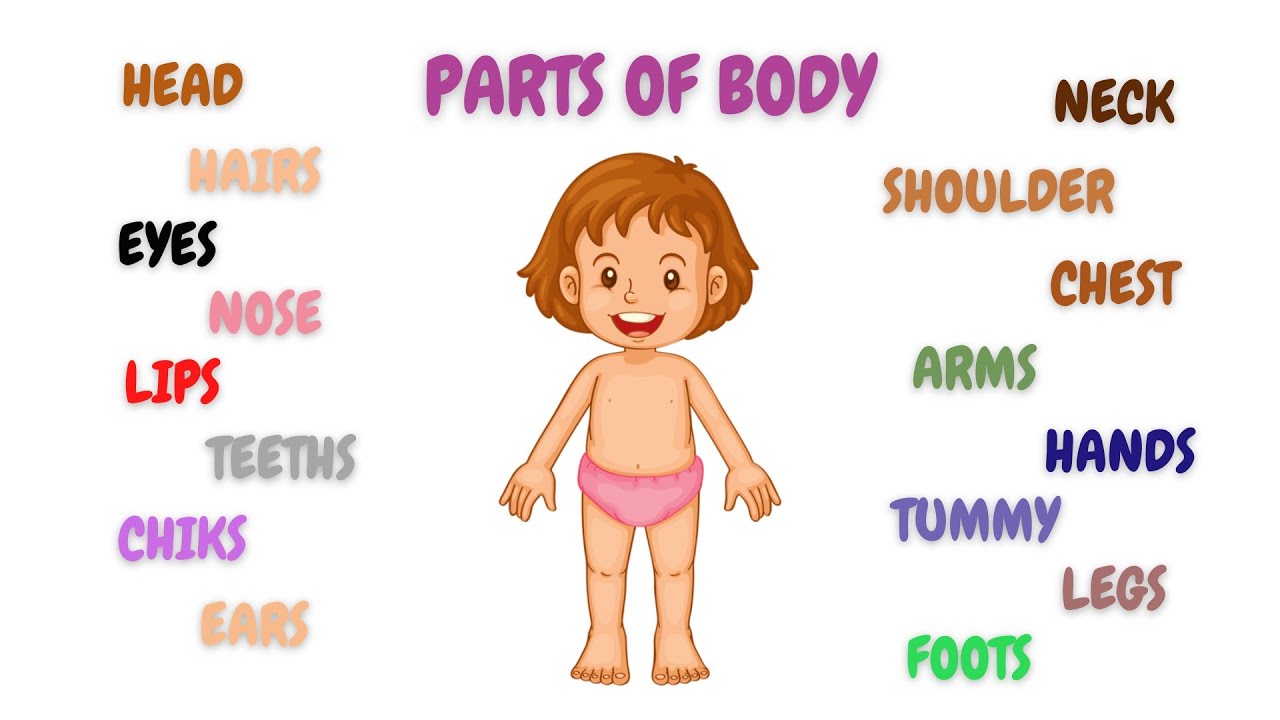 Parts Of The Body Learn Parts Of Body In English Part Of Body Name parts-of-the-body-learn-parts-of-body-in-english-part-of-body-name